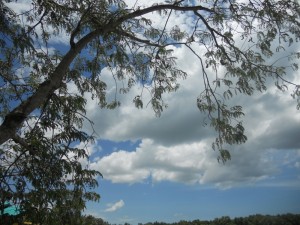 El arbol del tamarindo