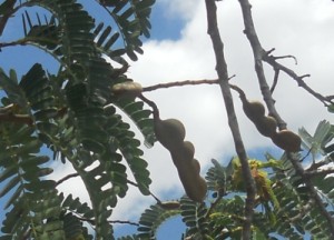 Fruto del tamarindo